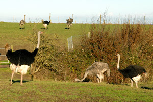 Straußen die auf einer Wiese stehen 