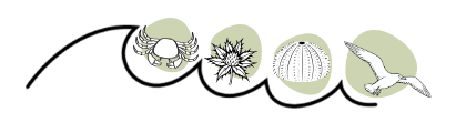 Eine Welle mit Krebs, Stranddistel, Seeigel und Möwe als Grafiken